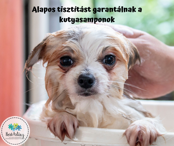 Alapos tisztítást garantálnak a kutyasamponok