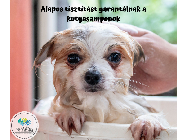 Alapos tisztítást garantálnak a kutyasamponok